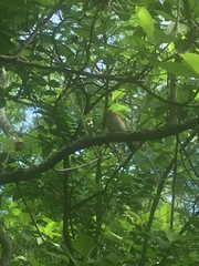 Zonotrichia capensis