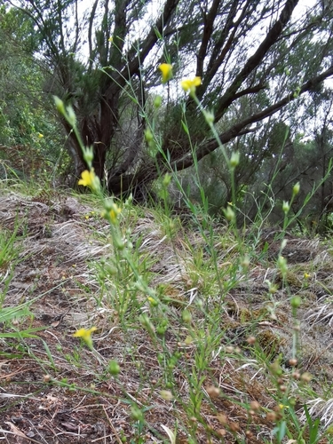 Linum trigynum image