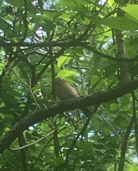 Zonotrichia capensis