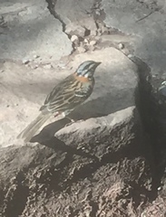 Zonotrichia capensis