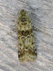 Ancylosis undulatella