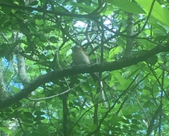 Zonotrichia capensis