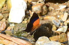 Marpesia furcula