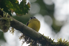 Myiotriccus ornatus