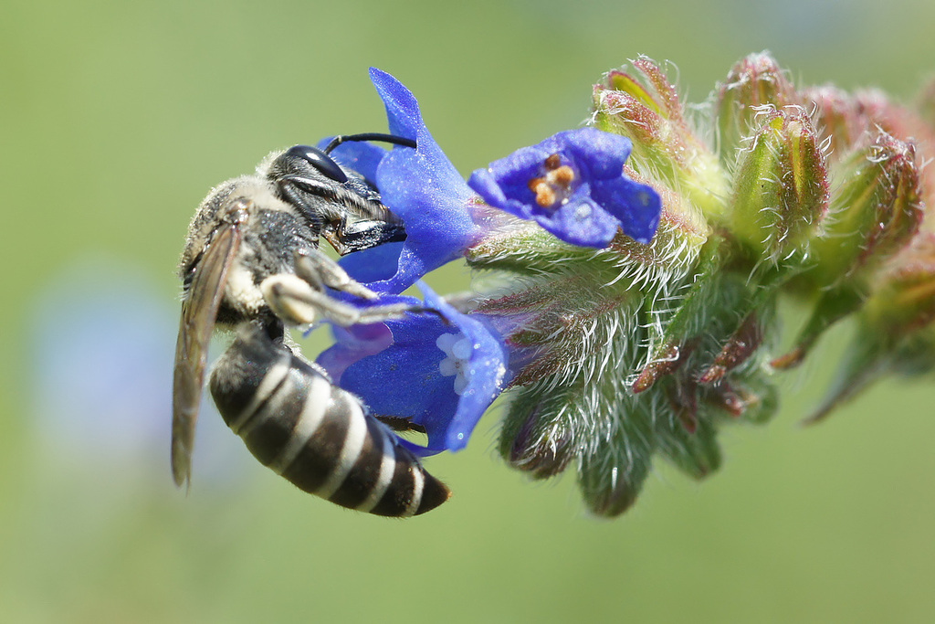 Colletes nasutus