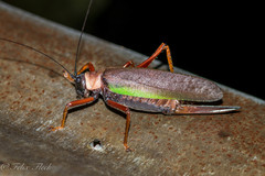 Schedocentrus