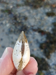 Macoma inquinata