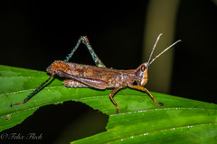 Phaeoparia aequatorialis