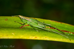 Melanophoxus brunneri