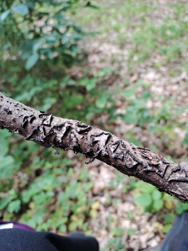 Oak Crust