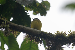 Myiotriccus ornatus