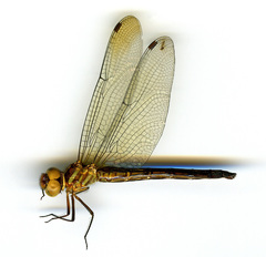 Brechmorhoga nubecula