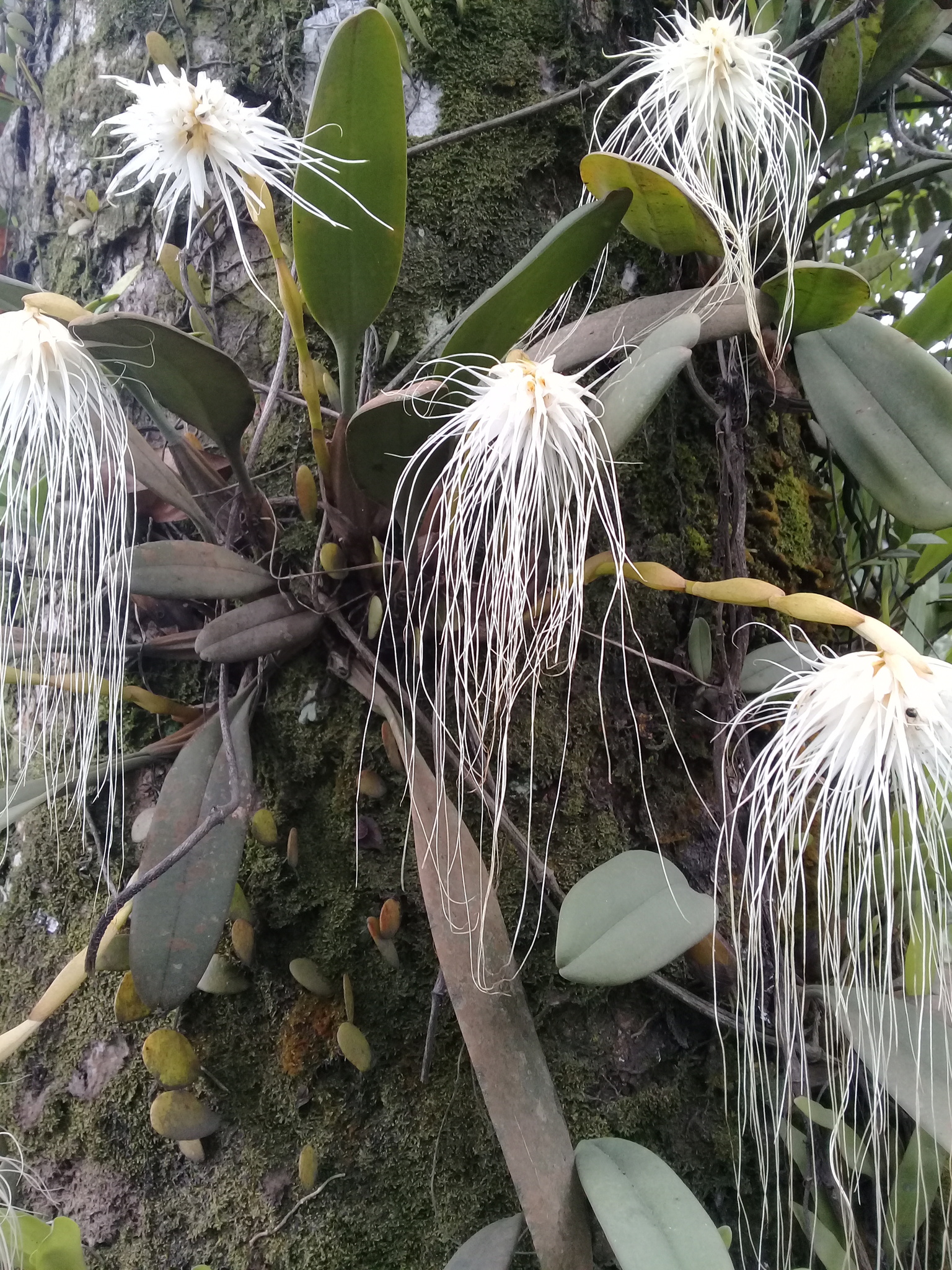 Imagem de Orquídea Medusa