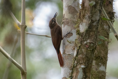 Dendrocincla fuliginosa