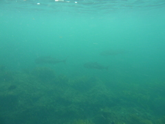 Seriola hippos