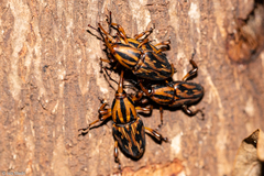 Metamasius hemipterus