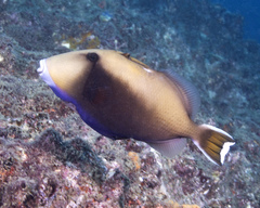 Halfmoon Triggerfish photo 2