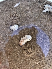 Callichirus islagrande