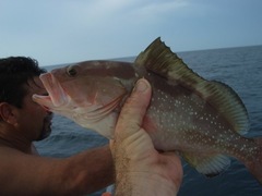 Epinephelus morio