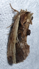 Spatalia sikkima