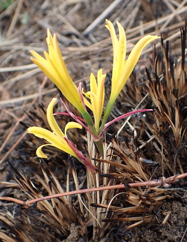 Image of Cyrtanthus breviflorus by no rights reserved