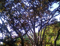 Chrysophyllum cainito