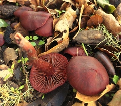 Tubaria vinicolor