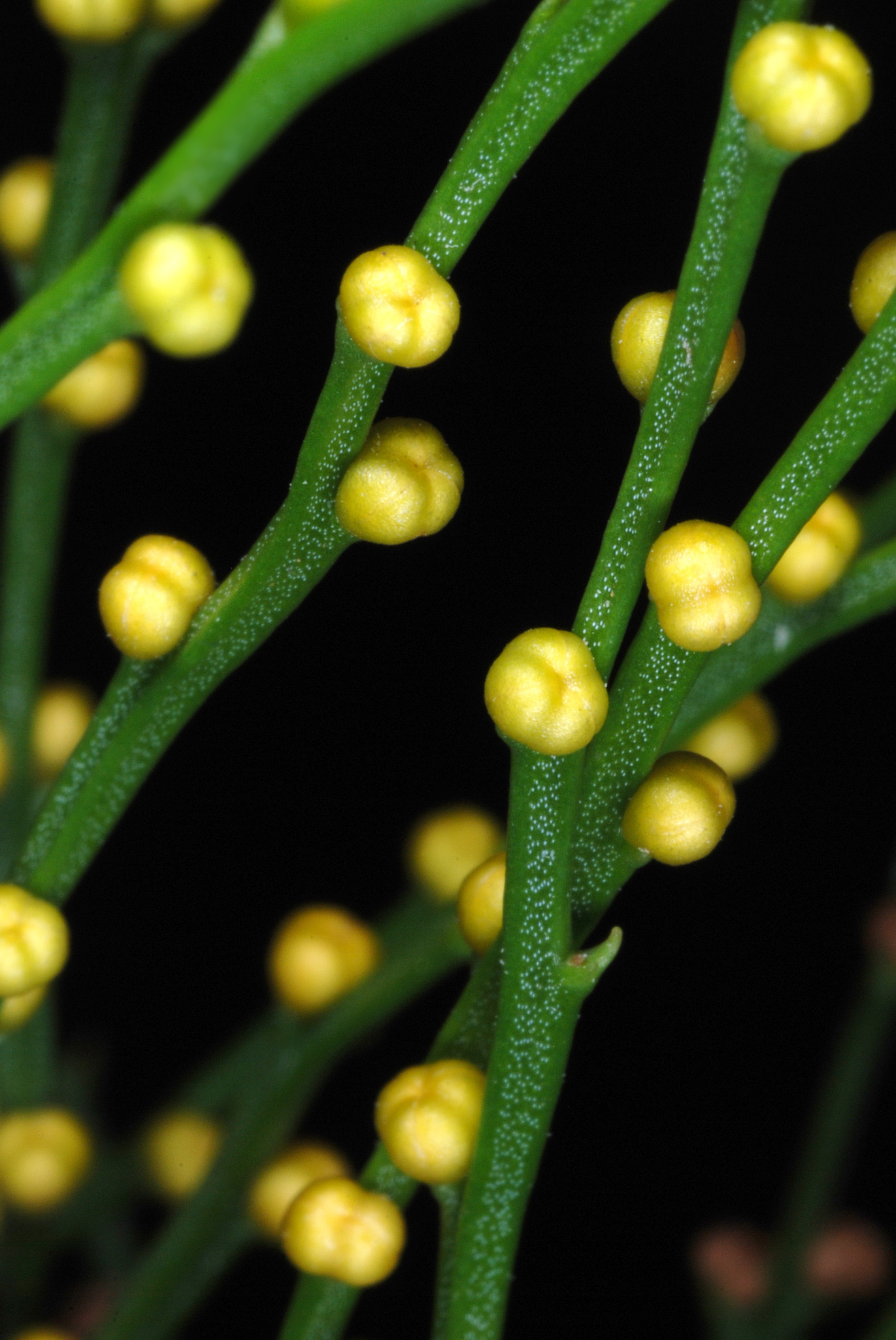 Plantas Vasculares (Filo Tracheophyta) · BioDiversity4All, image size:1371x2048