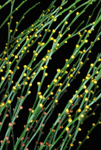 Psilotum nudum