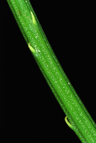 Psilotum nudum