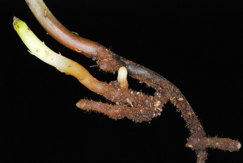 Psilotum nudum