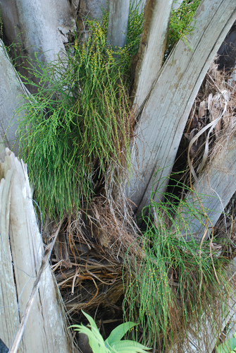 Psilotum nudum