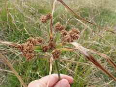 Cyperus entrerianus