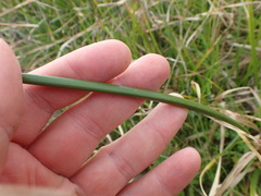 Cyperus entrerianus