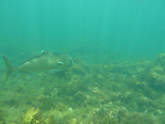 Seriola hippos
