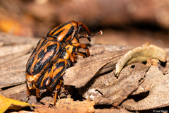 Metamasius hemipterus