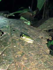 Centrolenidae