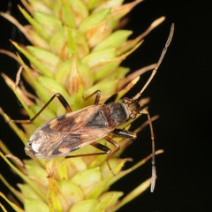 Myodochini