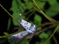 Pyrops watanabei