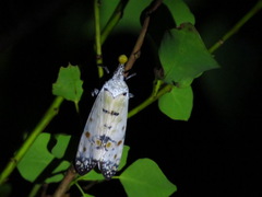 Pyrops watanabei