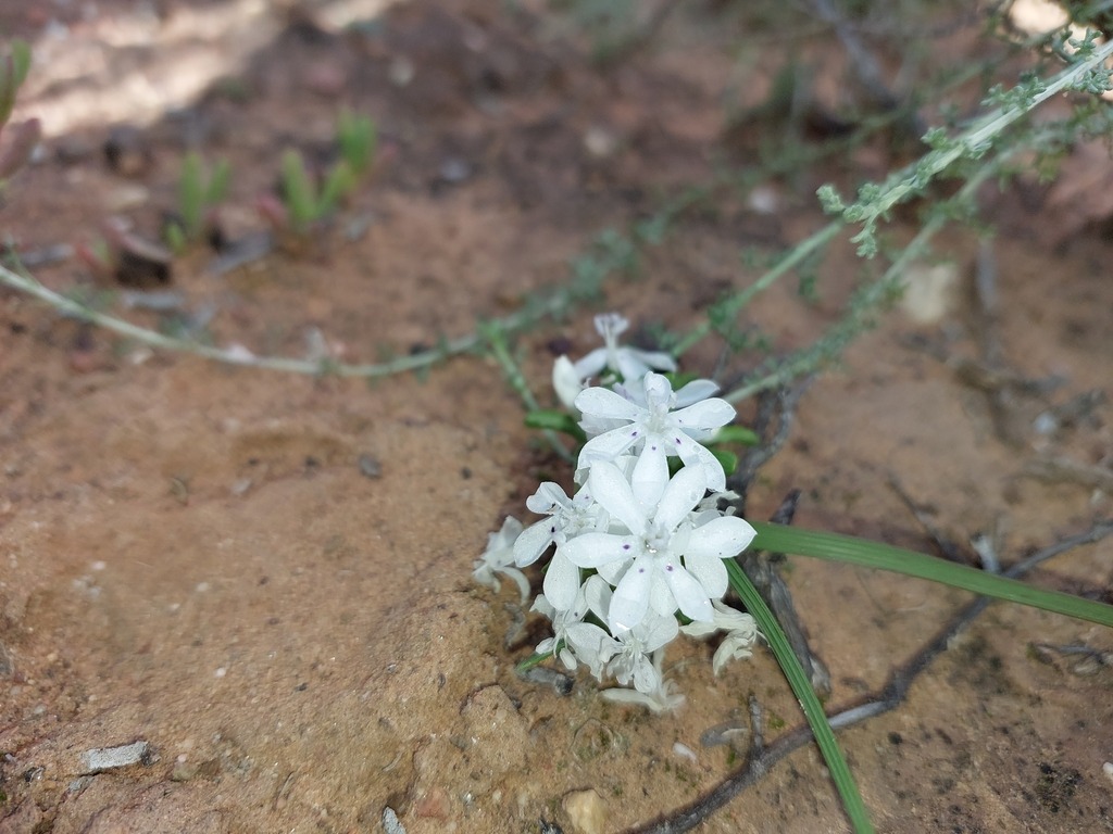 Lapeirousia plicata