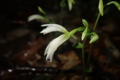 Triphora trianthophoros