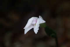 Triphora trianthophoros