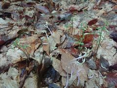 Triphora trianthophoros