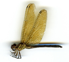 Brechmorhoga nubecula