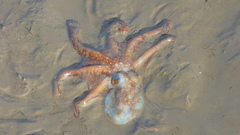 Callistoctopus dierythraeus