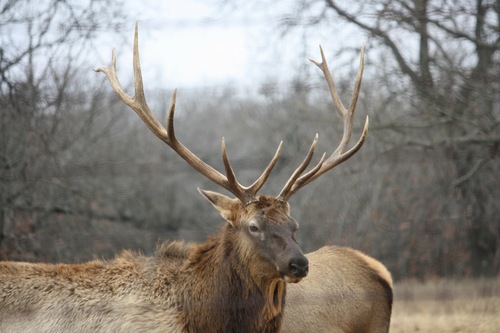 American Elk photographed in Oklahoma