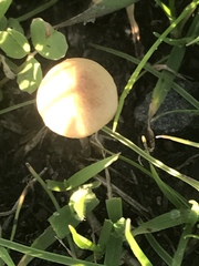 Conocybe apala albipes