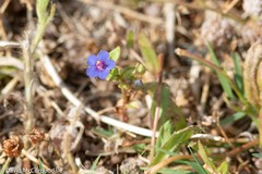 Anagallis