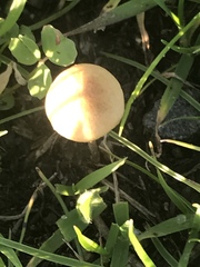 Conocybe apala albipes
